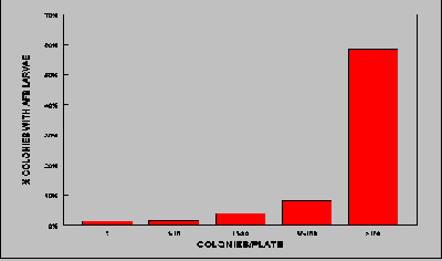 Colonies in culture