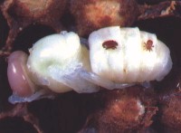 Tropilaelaps and varroa mites